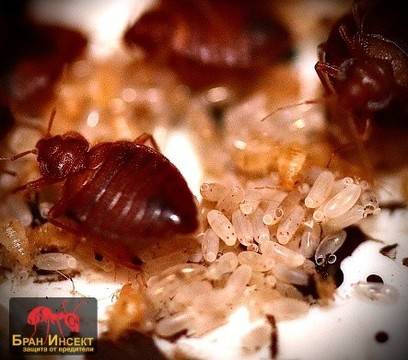 Кога и как дървениците се хранят и къде се укриват?