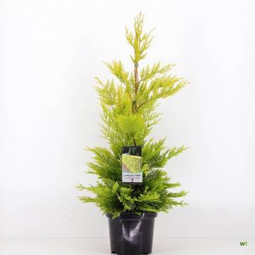 Кипарис Cupressocyparis leyl. Gold Rider