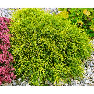 Хамеципарис Chamaecyparis pis. Sungold