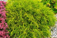Хамеципарис Chamaecyparis pis. Sungold