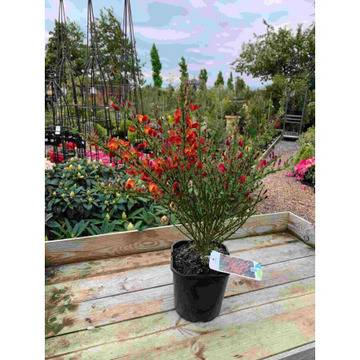 Цитизус Cytisus градински растения с ароамт на ванилия