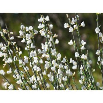 Цитизус Cytisus – Цветя и градина – всичко за цветята и градината