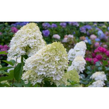 Хидрангеа Hydrangea Grandiflora