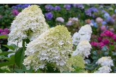 Хидрангеа Hydrangea Grandiflora