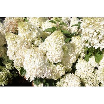 Хидрангеа Hydrangea Silver Dollar