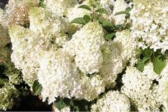 Хидрангеа Hydrangea Silver Dollar