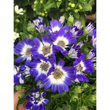 Сенецио Senecio