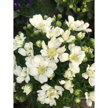 Сенецио Senecio – Цветя и градина – всичко за цветята и градината