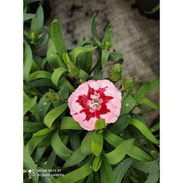 Крамфил Dianthus – Цветя и градина – всичко за цветята и градината