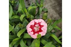 Крамфил Dianthus – Цветя и градина – всичко за цветята и градината