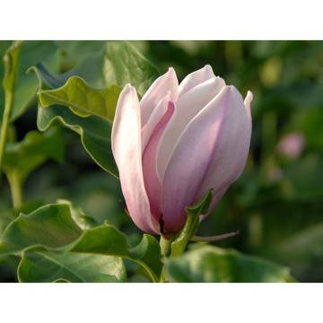 Магнолиа Magnolia ‘George Henry Kern’