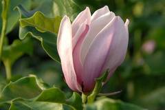 Магнолиа Magnolia ‘George Henry Kern’