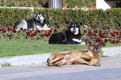 Неизвестен трови улични кучета в Приморско