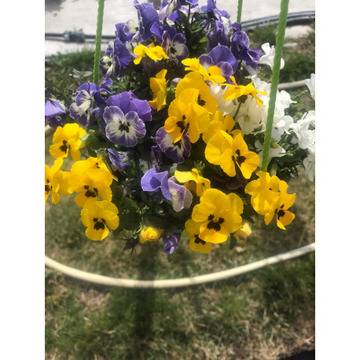 Теменужка мини Viola mini