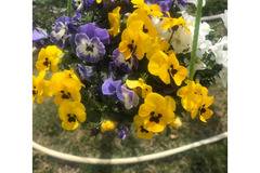Теменужка мини Viola mini