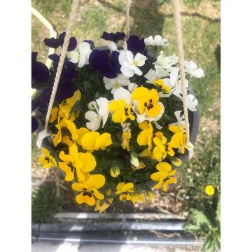 Теменужки мини Viloa mini