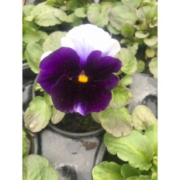 Теменужка Viola – Цветя и градина – всичко за цветята и градината