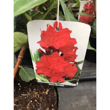 Рододрен Rododendron