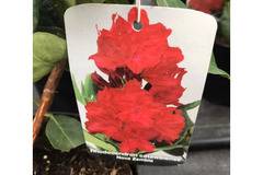 Рододрен Rododendron