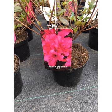 Азалиа Azalia – Цветя и градина – всичко за цветята и градината