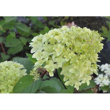 Хидрангеа Hydrangea pSkyfall