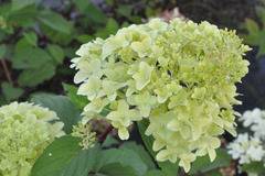 Хидрангеа Hydrangea pSkyfall
