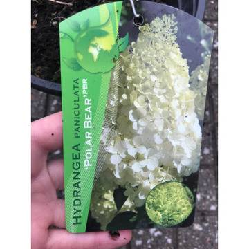 Хидрангеа полярна мечка Hydrangea Polar bear