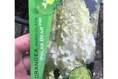 Хидрангеа полярна мечка Hydrangea Polar bear
