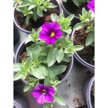 Калибрахое Calibrachoa deep blue