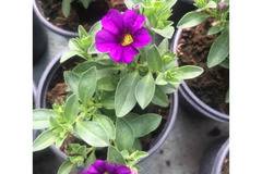 Калибрахое Calibrachoa deep blue