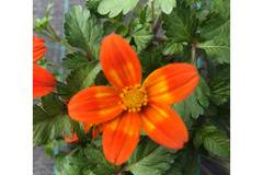 Биденс Bidens painted red