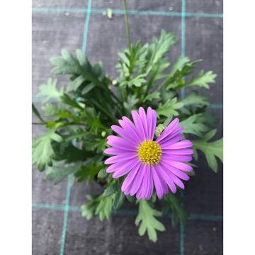 Брахикоме Brahiucome brasco violet