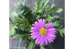 Брахикоме Brahiucome brasco violet