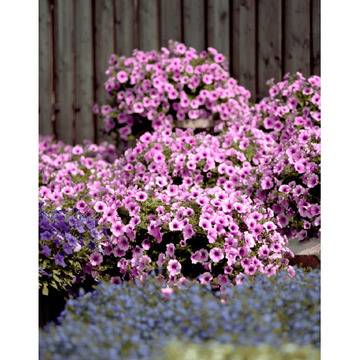 Петуния Petunia vivini Surfinia® Rose Vein