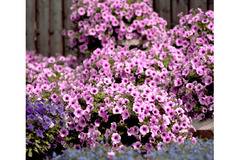 Петуния Petunia vivini Surfinia® Rose Vein