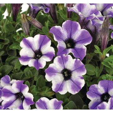 Петуния Petunia vivini vein blue star