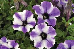 Петуния Petunia vivini vein blue star