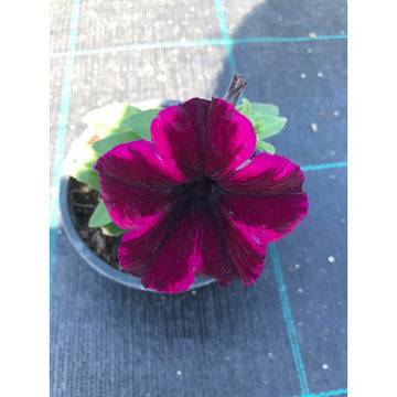 Петуния Petunia Crazytunia® Cosmic