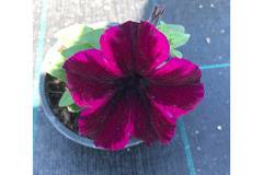 Петуния Petunia Crazytunia® Cosmic
