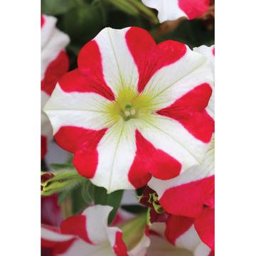 Петуния Petunia Amore® King of Hearts