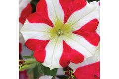 Петуния Petunia Amore® King of Hearts