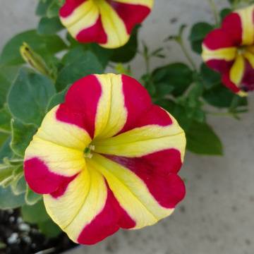 Петуния Petunia Amore® Queen of Hearts