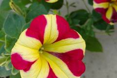 Петуния Petunia Amore® Queen of Hearts