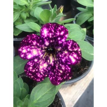 Петуния Petunia Magenta Mambо