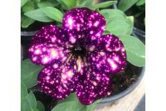 Петуния Petunia Magenta Mambо