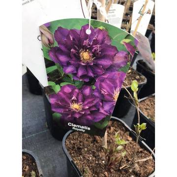Клематис Clematis Royalty