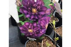Клематис Clematis Royalty