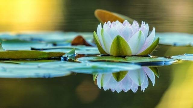 Дневен хороскоп за 08 април 2022г. – Хороскопи за всяка зодия – народна медицина, здраве, астрология, съдби, секс и зодии