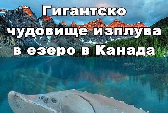 Гигантска риба от вида Sturgeon бе заснета в езеро в Канада (ВИДЕО)