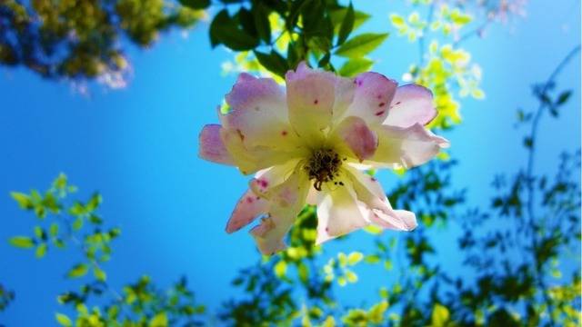 Дневен хороскоп за 12 април 2022г. – Хороскопи за всяка зодия – народна медицина, здраве, астрология, съдби, секс и зодии